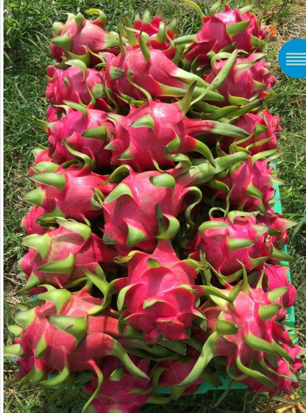 Dragon Fruit